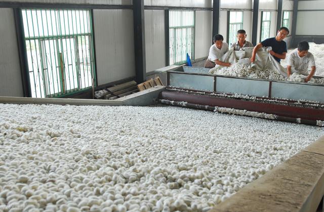 蚕的养殖技术及注意事项(桑蚕养殖技术要点)(11)