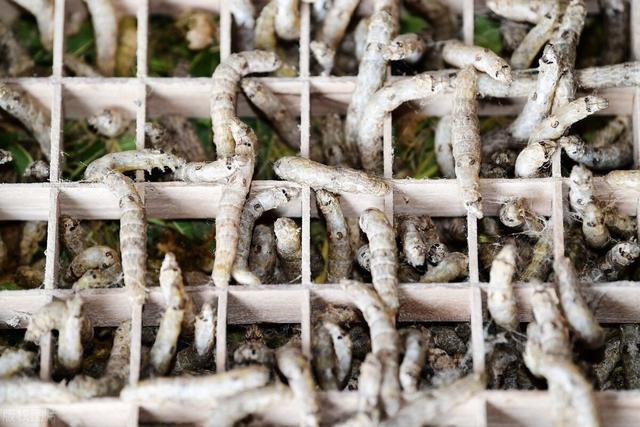 蚕的养殖技术及注意事项(桑蚕养殖技术要点)(9)