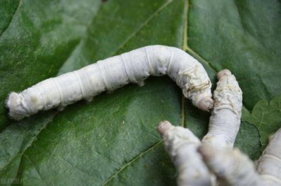 ​蚕的养殖技术及注意事项（桑蚕养殖技术要点）