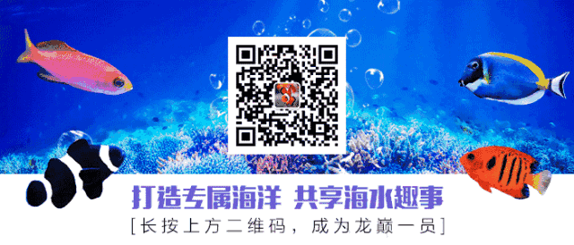 狗头上有和沙子似的东西(海水小百科狗头)(4)