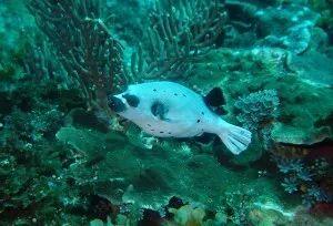 狗头上有和沙子似的东西(海水小百科狗头)(2)