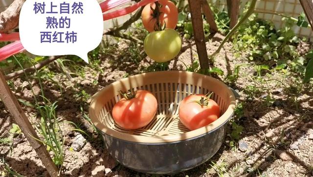 关于爱情的水果(西红柿又称爱情果)(4)