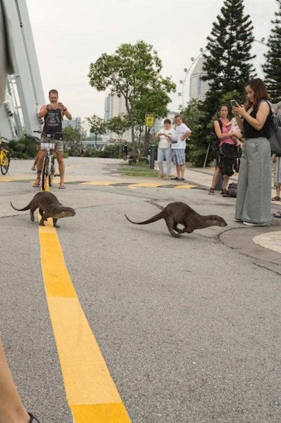 非洲小爪水獭(城市被各路水獭占领)(27)
