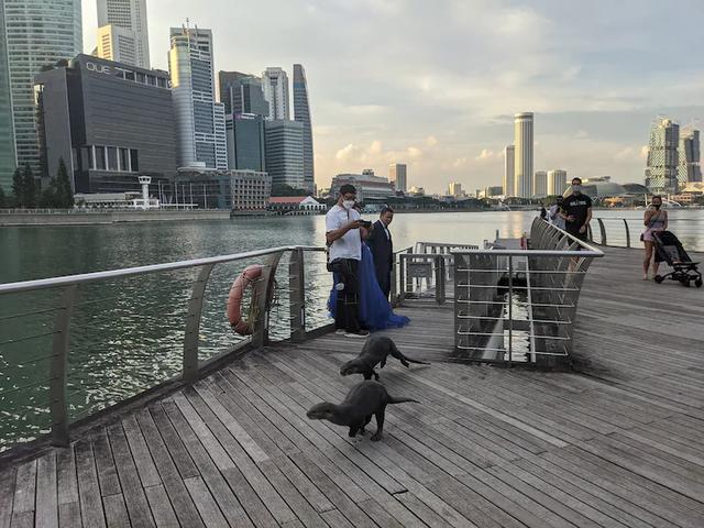 非洲小爪水獭(城市被各路水獭占领)(2)