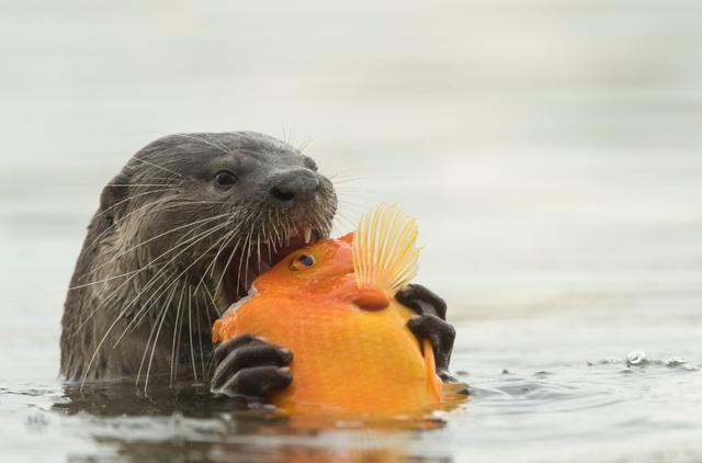 非洲小爪水獭(城市被各路水獭占领)(18)