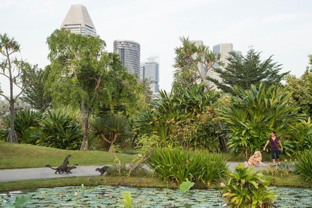 非洲小爪水獭(城市被各路水獭占领)(21)