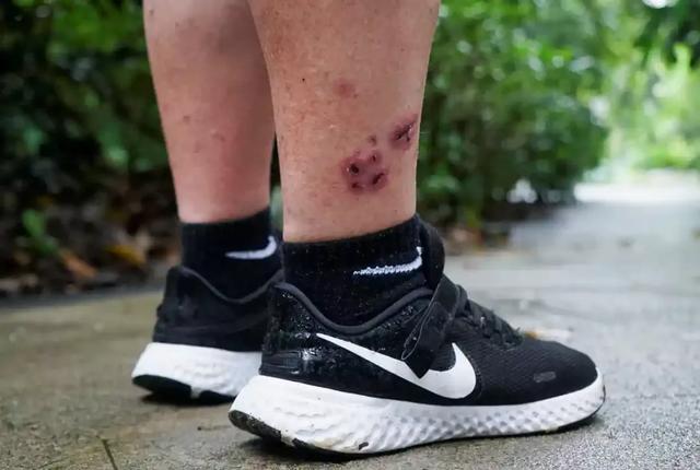 非洲小爪水獭(城市被各路水獭占领)(23)