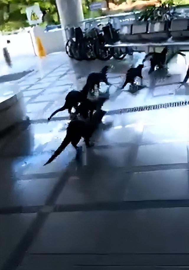 非洲小爪水獭(城市被各路水獭占领)(7)