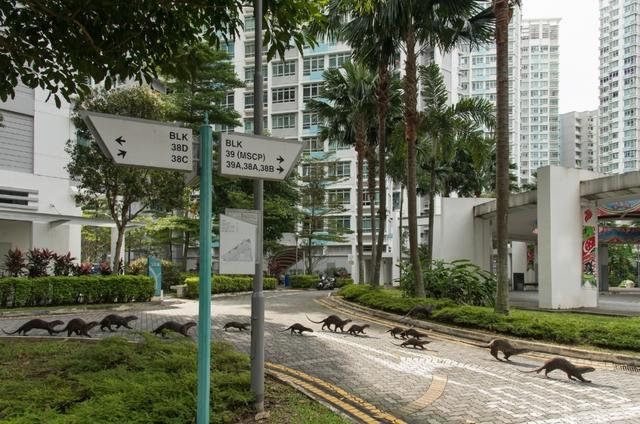 非洲小爪水獭(城市被各路水獭占领)(26)