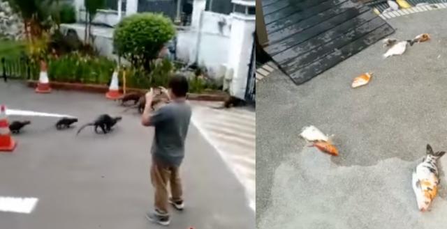 非洲小爪水獭(城市被各路水獭占领)(15)