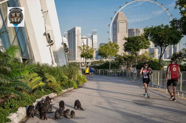 非洲小爪水獭(城市被各路水獭占领)(12)