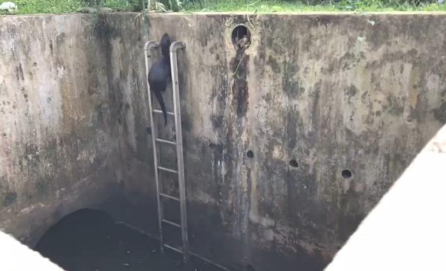 非洲小爪水獭(城市被各路水獭占领)(11)