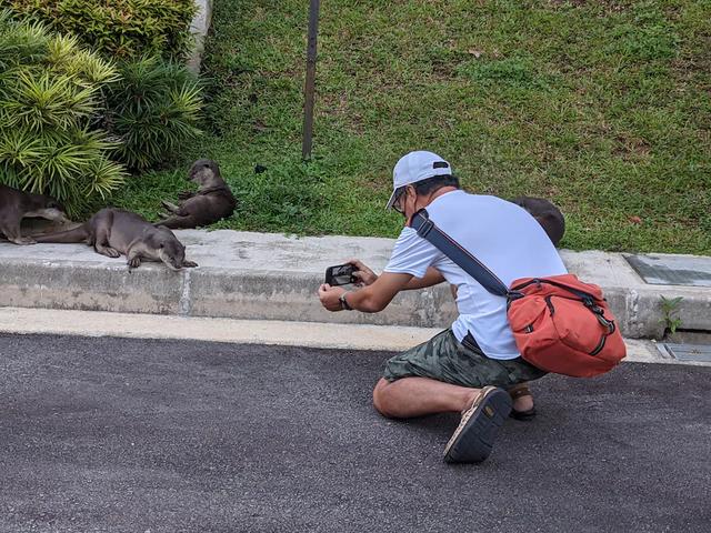 非洲小爪水獭(城市被各路水獭占领)(28)