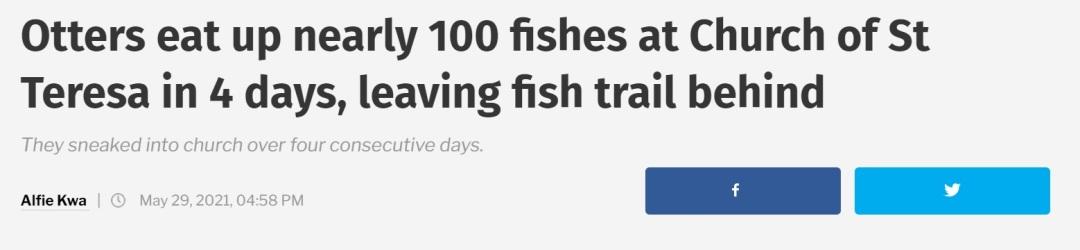 非洲小爪水獭(城市被各路水獭占领)(17)