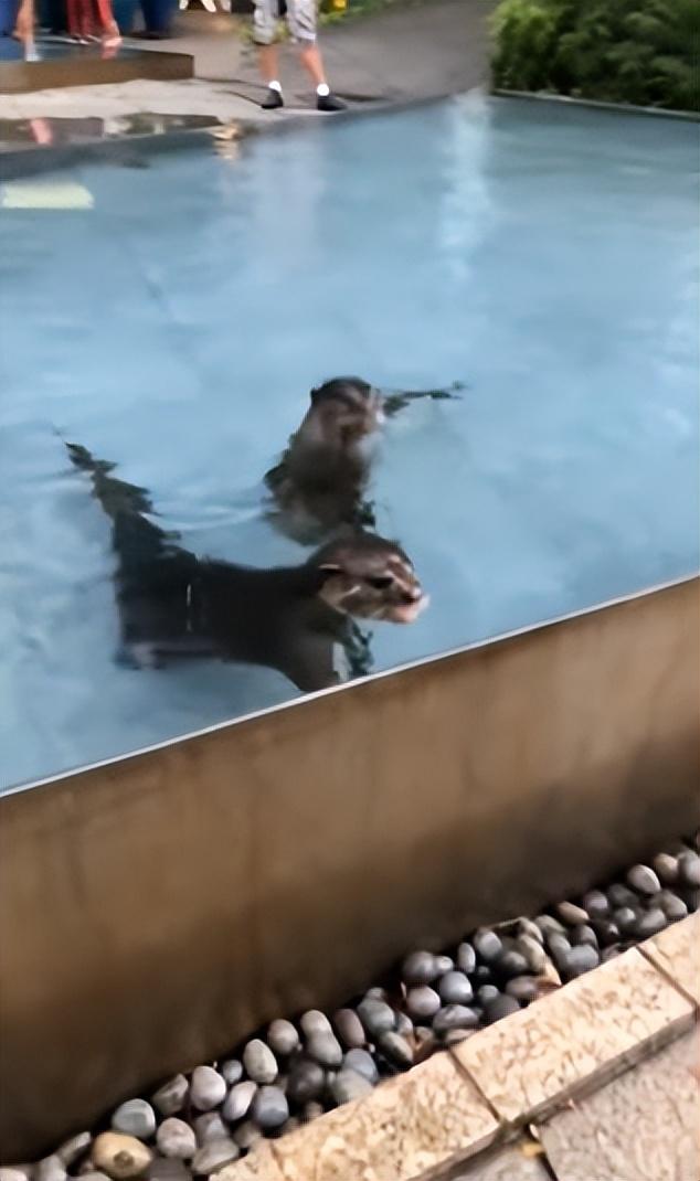 非洲小爪水獭(城市被各路水獭占领)(6)