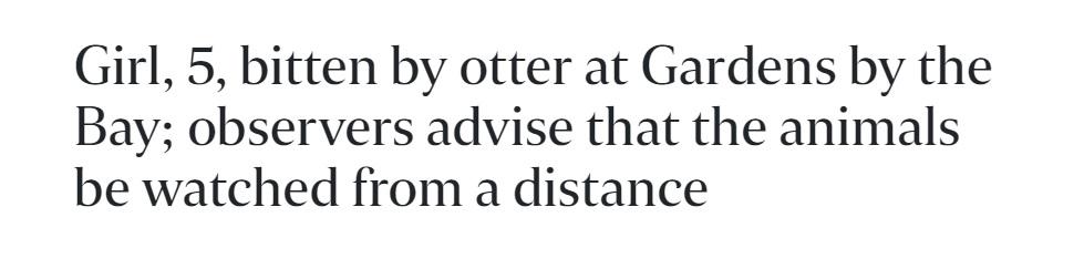 非洲小爪水獭(城市被各路水獭占领)(19)