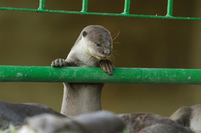 非洲小爪水獭(城市被各路水獭占领)(3)