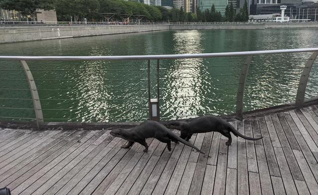非洲小爪水獭(城市被各路水獭占领)(4)