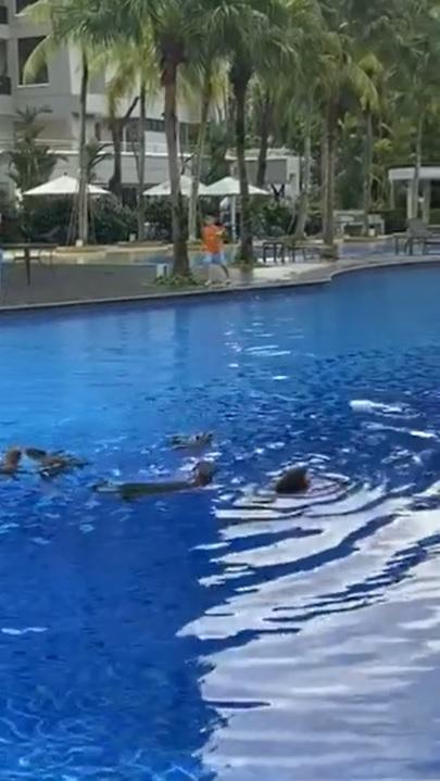 非洲小爪水獭(城市被各路水獭占领)(5)