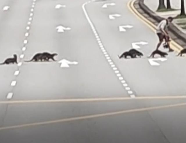 非洲小爪水獭(城市被各路水獭占领)(13)