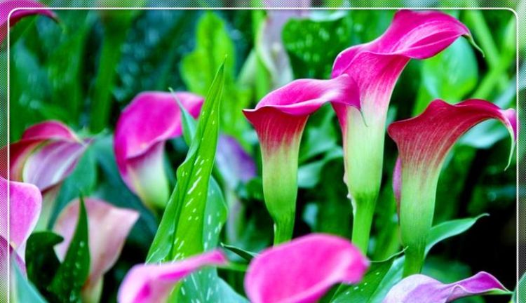 马蹄莲鲜花花语/花语是什么