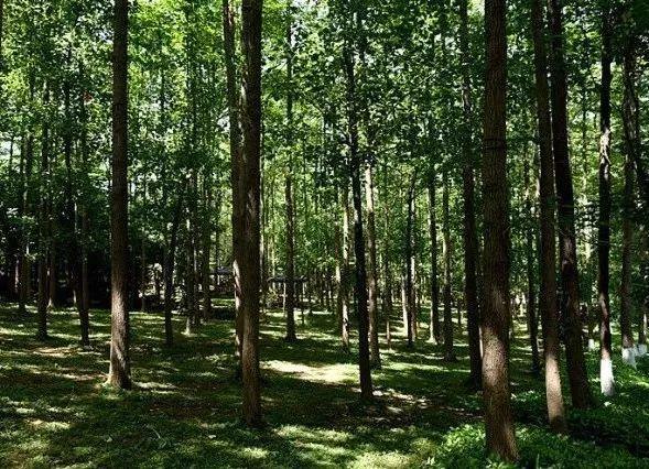 地铁3号线最新线路图南延(地铁3号线三期预计年底开通)(10)