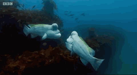 高考前最值得看的纪录片(学霸都在看的高分优质纪录片)(11)