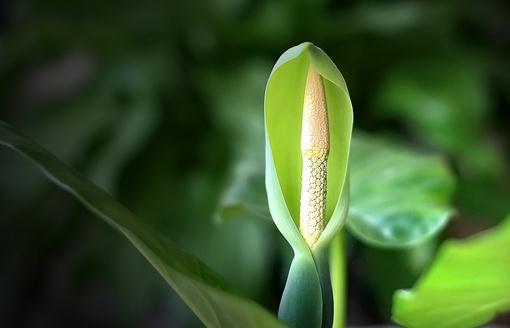 滴水观音是什么?滴水观音怎么养护?