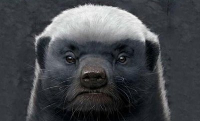 ​平头哥是什么意思网络用语（平头哥梗来源出处）