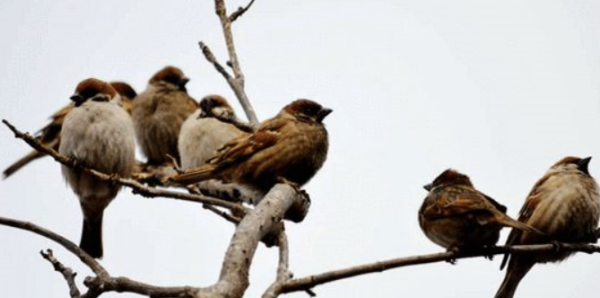 麻雀属于几级保护动物,麻雀是几级保护动物图1