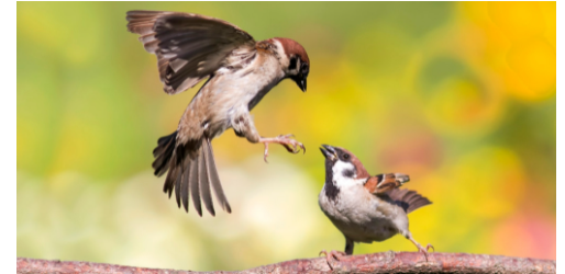 麻雀属于几级保护动物,麻雀是几级保护动物图4
