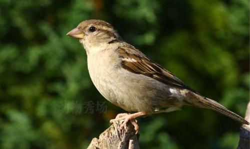 麻雀是几级国家保护动物吗