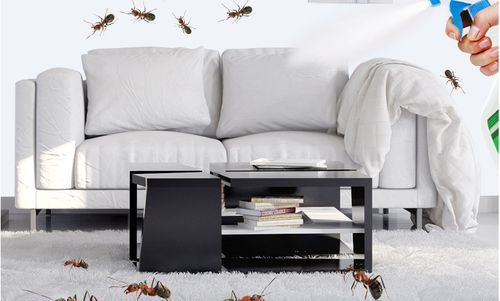 我家到处爬满了蚂蚁作文