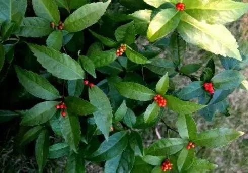 广东连南千年瑶寨旅游村(世界过山瑶之乡乳源)(25)