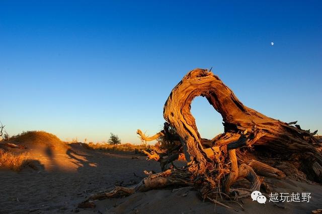 去阿拉善旅游（一定要玩的10个地方）(15)