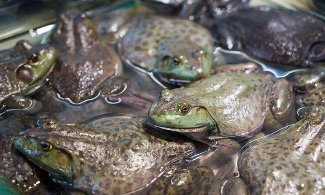 牛蛙养殖方法怎么养(养好牛蛙需要知道的)(6)