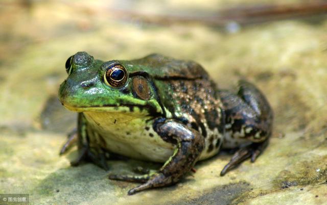 牛蛙养殖方法怎么养(养好牛蛙需要知道的)(2)