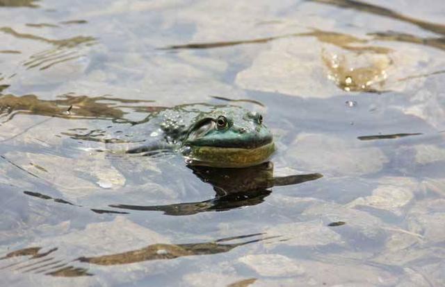 牛蛙养殖方法怎么养(养好牛蛙需要知道的)(3)