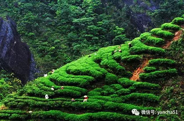 好茶分享与推荐(爱茶好晒)(6)
