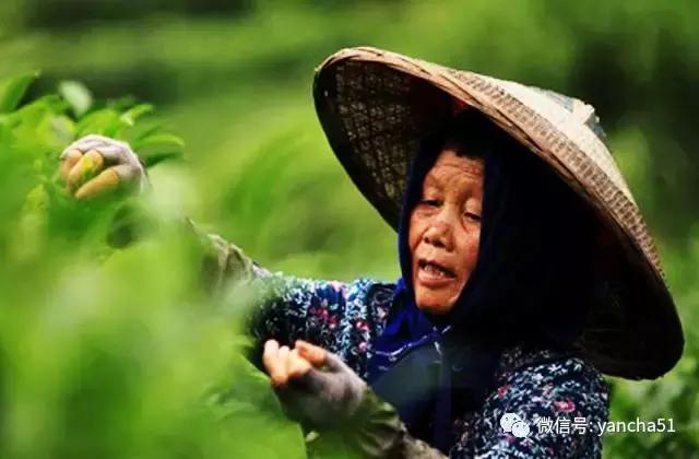 好茶分享与推荐(爱茶好晒)(9)