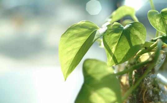 如何避免绿萝的叶子变黄?