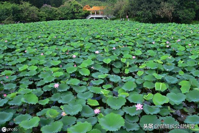 荷花栽培和养护方法(观赏荷花的栽植养护技术)(5)