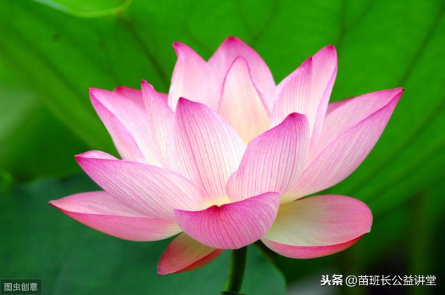 荷花栽培和养护方法(观赏荷花的栽植养护技术)(2)