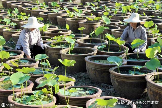 荷花栽培和养护方法(观赏荷花的栽植养护技术)(6)