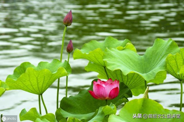 荷花栽培和养护方法(观赏荷花的栽植养护技术)(11)