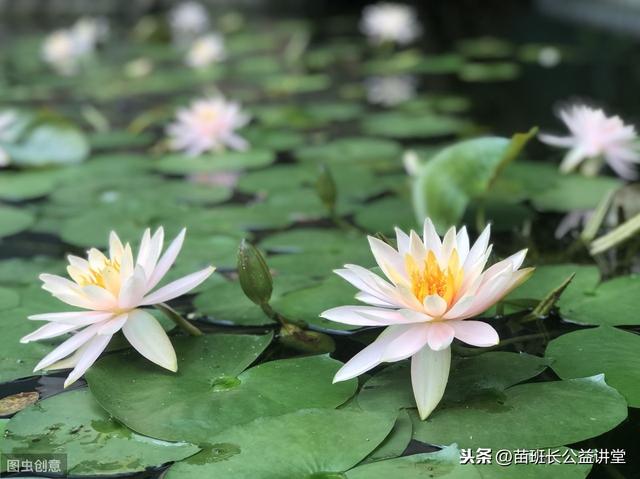 荷花栽培和养护方法(观赏荷花的栽植养护技术)(10)