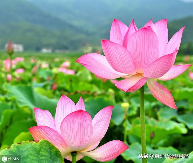 荷花栽培和养护方法(观赏荷花的栽植养护技术)(9)