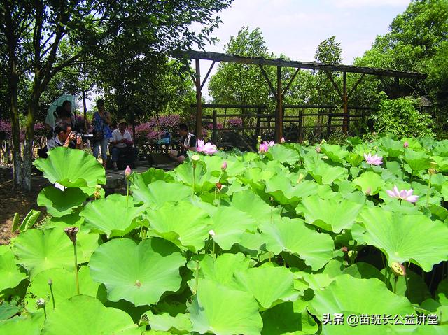 荷花栽培和养护方法(观赏荷花的栽植养护技术)(1)