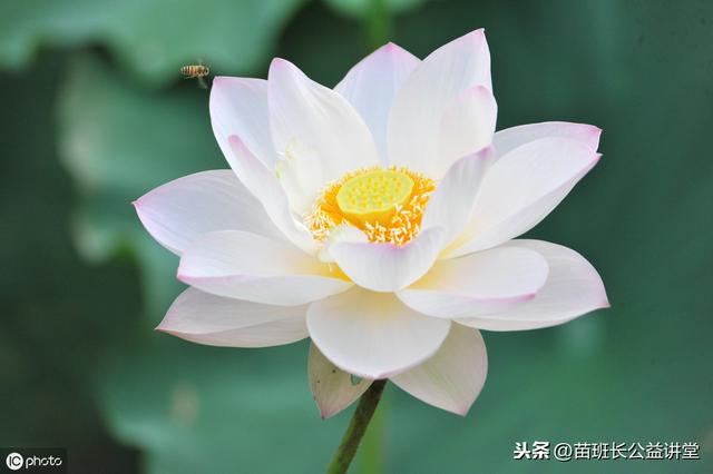 荷花栽培和养护方法(观赏荷花的栽植养护技术)(4)