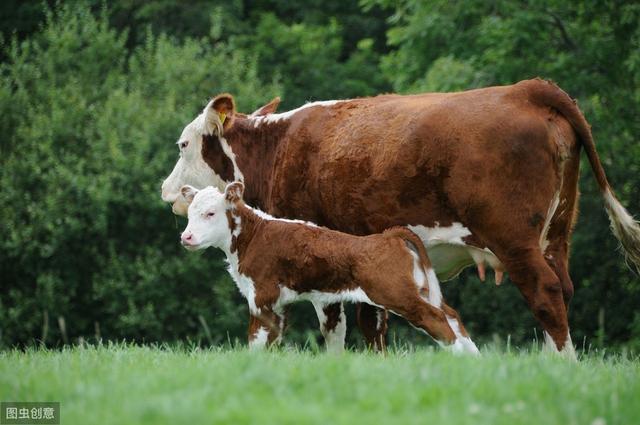 最大肉牛品种介绍(世界上的几种肉牛品种分布及特征你知道吗)(3)